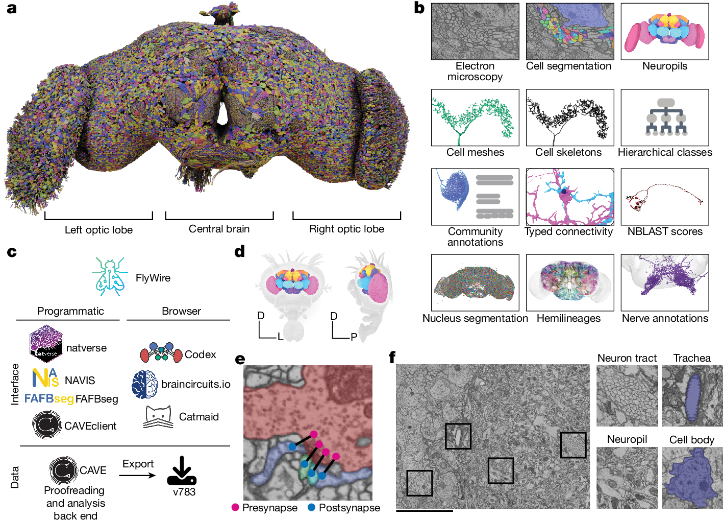 Dorkenwald Figure 1: adult female whole-brain reconstruction and imaging resources.
